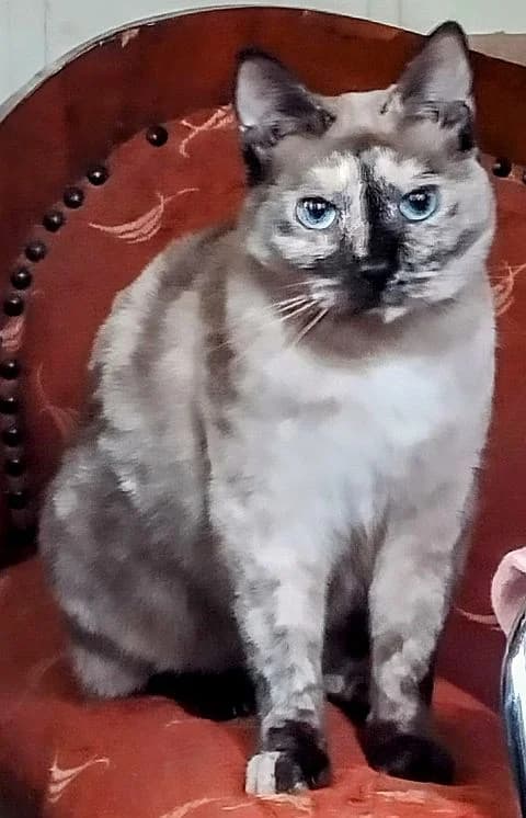 Pippinella, 7yo Mixed Breed Cat for adoption at Katzenschutz Winterhude, Hamburg