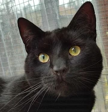 Rascal, young Mixed Breed Cat for adoption at Katzenschutz Winterhude, Hamburg