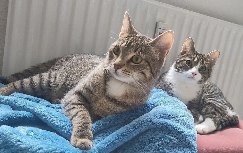 Remy und Runa, Mixed Breed Cat for adoption at Katzenschutz Winterhude, Hamburg