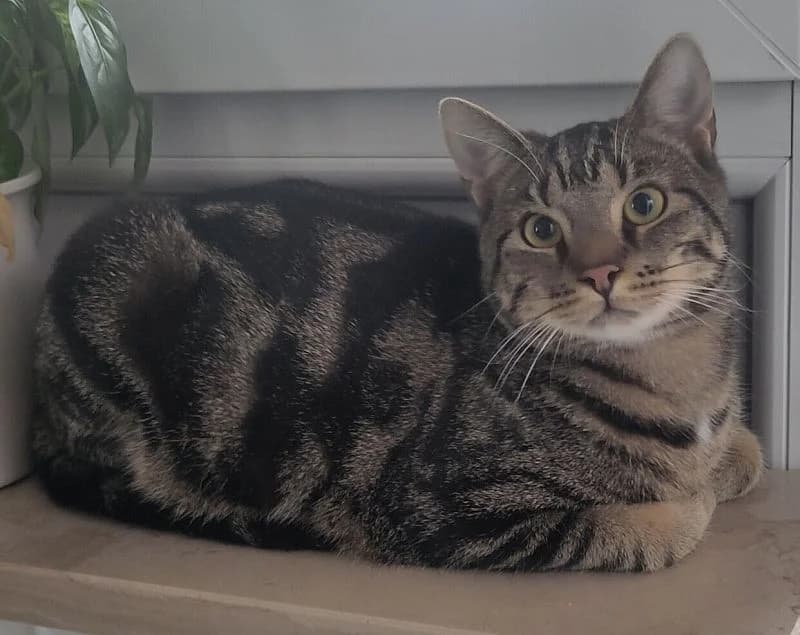 Ringo, Mixed Breed Cat for adoption at Katzenschutz Winterhude, Hamburg