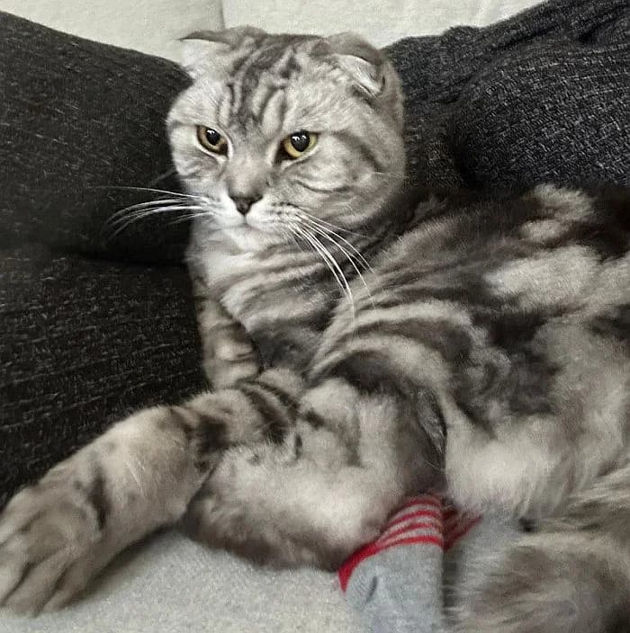 Robby, 5yo Mixed Breed Cat for adoption at Katzenschutz Winterhude, Hamburg
