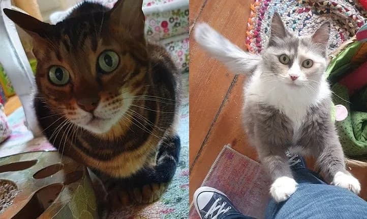 Rose 10 J, senior Mixed Breed Cat for adoption at Katzenschutz Winterhude, Hamburg