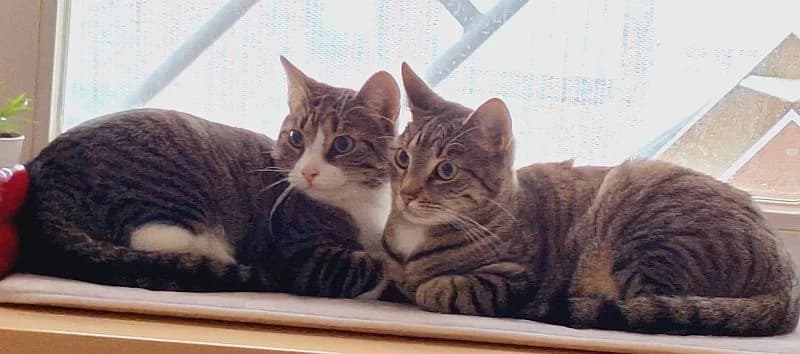 Runa und Remy, 3yo Mixed Breed Cat for adoption at Katzenschutz Winterhude, Hamburg
