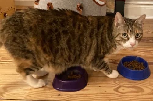 Sami, senior Mixed Breed Cat for adoption at Katzenschutz Winterhude, Hamburg
