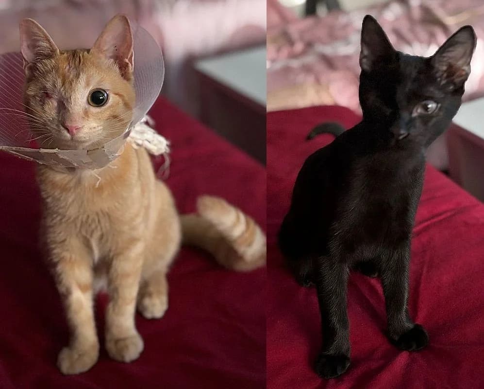 Sanji und Marimo, Mixed Breed Cat for adoption at Katzenschutz Winterhude, Hamburg