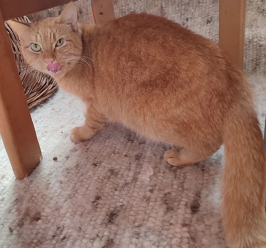 Sassi, 4yo Mixed Breed Cat for adoption at Katzenschutz Winterhude, Hamburg