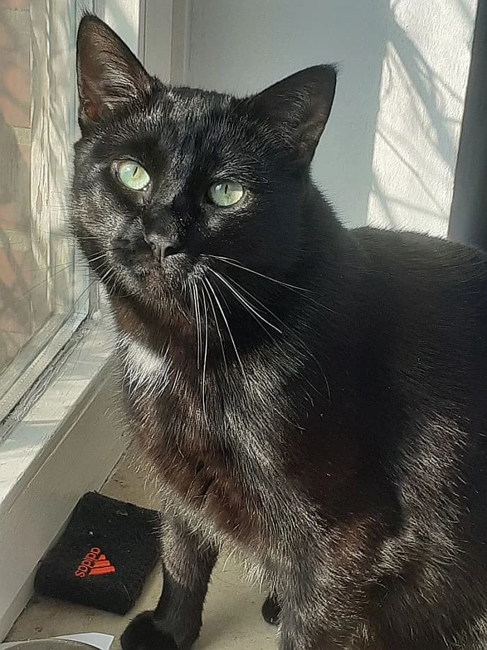 Simba, 3yo Mixed Breed Cat for adoption at Katzenschutz Winterhude, Hamburg