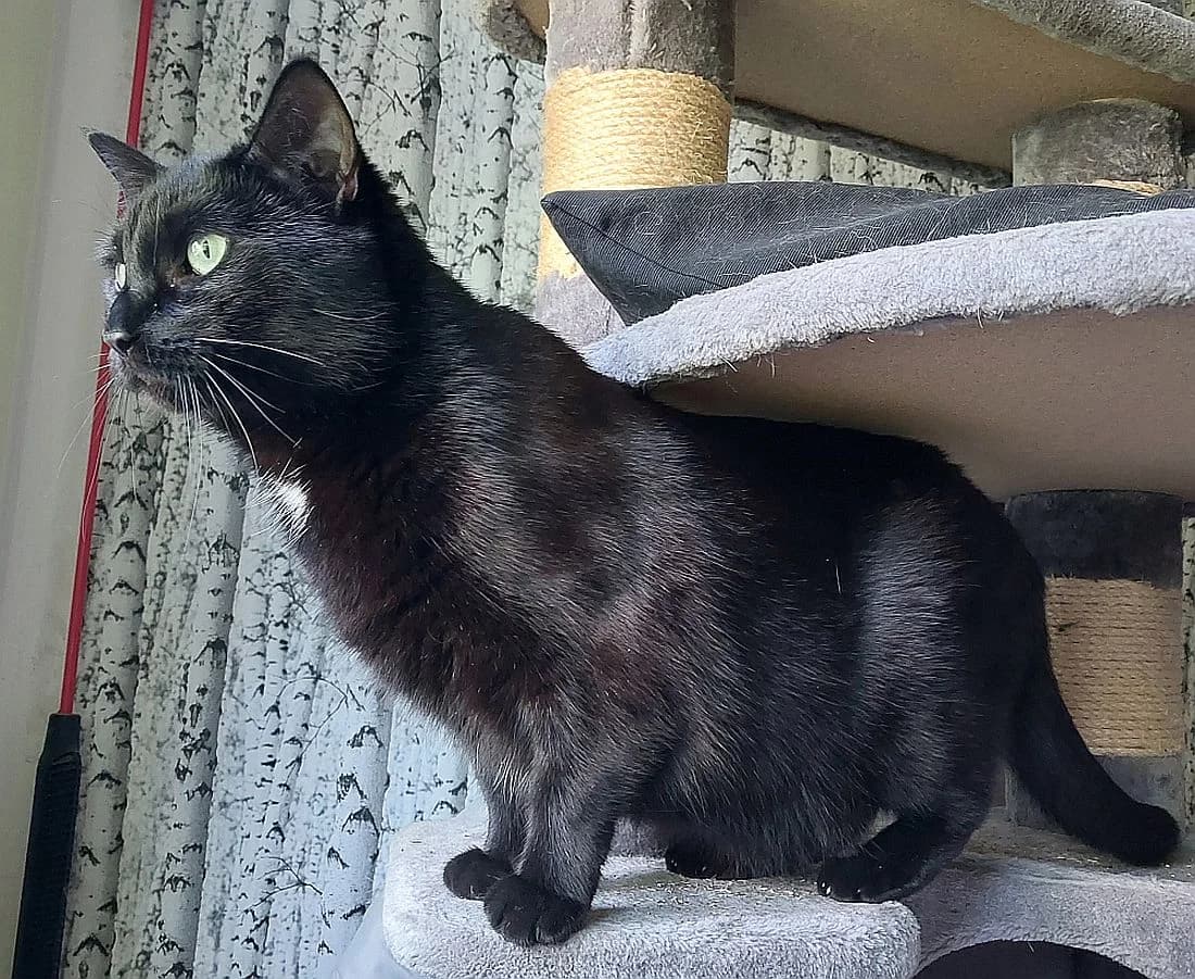 Simba, 4yo Mixed Breed Cat for adoption at Katzenschutz Winterhude, Hamburg