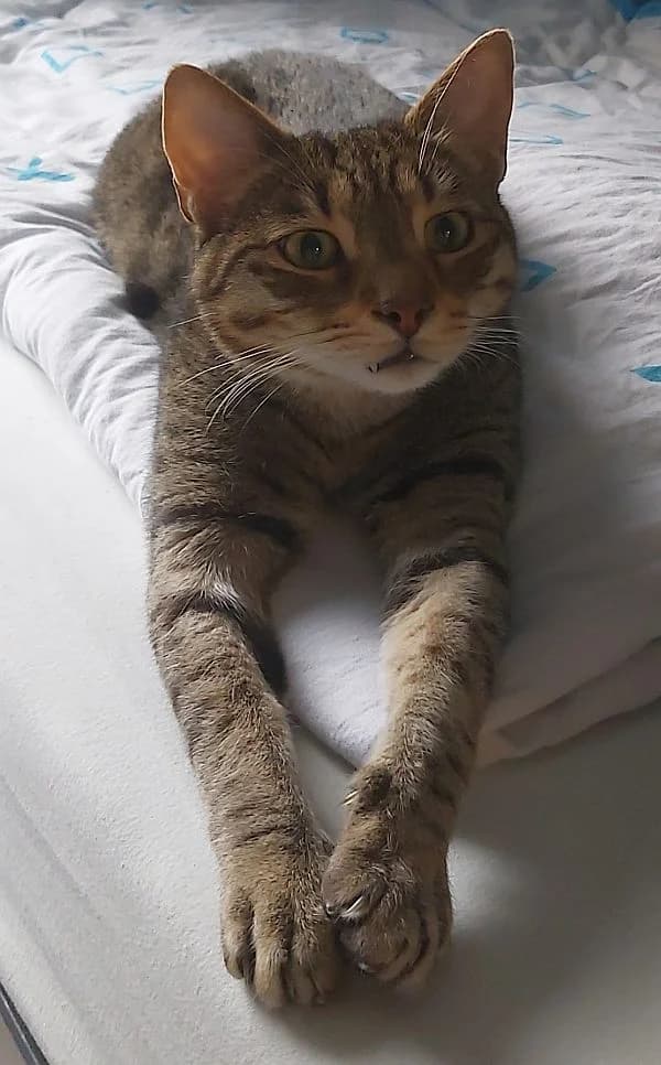 Simba, 4yo Mixed Breed Cat for adoption at Katzenschutz Winterhude, Hamburg