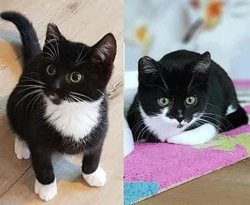 Snoopy und Linus, Mixed Breed Cat for adoption at Katzenschutz Winterhude, Hamburg