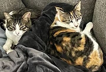 Sweetie u. Charlie, 6yo Mixed Breed Cat for adoption at Katzenschutz Winterhude, Hamburg