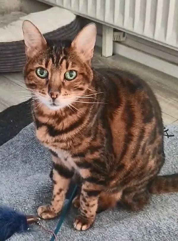 Tahia, senior Mixed Breed Cat for adoption at Katzenschutz Winterhude, Hamburg