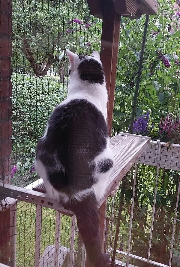 Tapsi & Strolchi, senior Mixed Breed Cat for adoption at Katzenschutz Winterhude, Hamburg