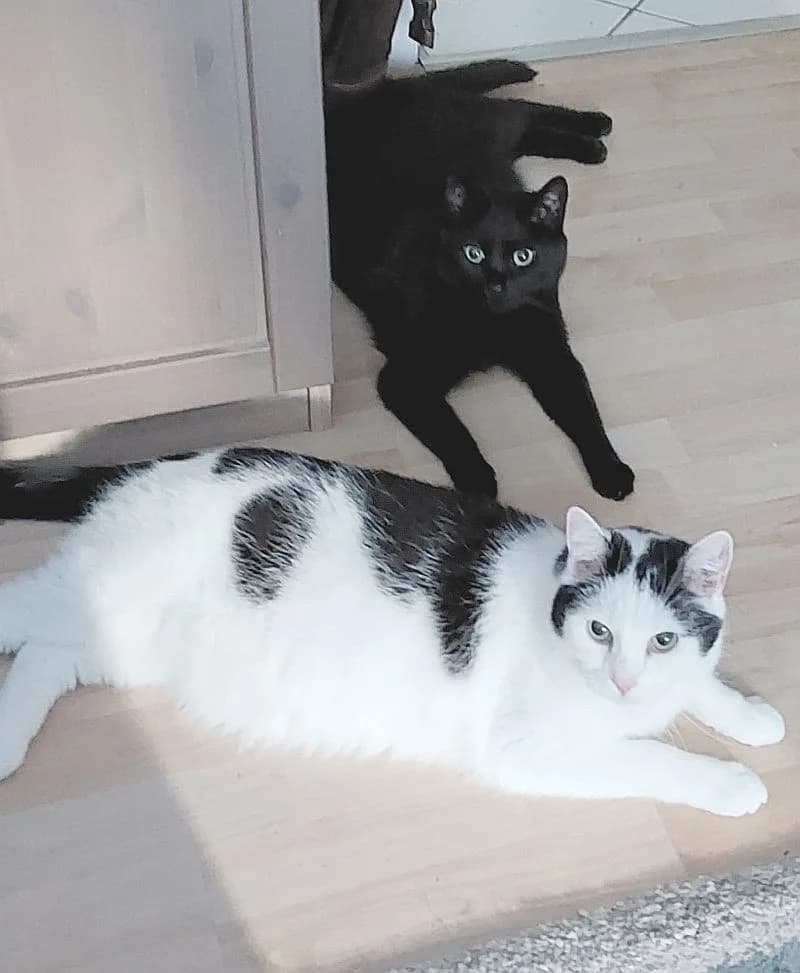 Tapsi & Strolchi, senior Mixed Breed Cat for adoption at Katzenschutz Winterhude, Hamburg