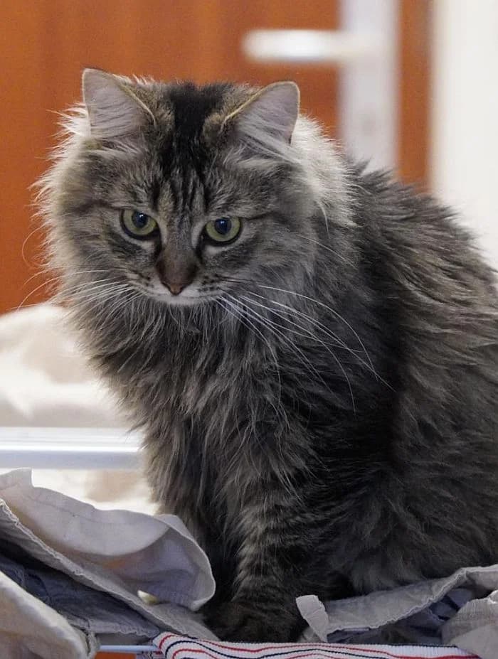 Tara, young Mixed Breed Cat for adoption at Katzenschutz Winterhude, Hamburg