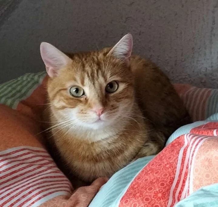 Theo, 4yo Mixed Breed Cat for adoption at Katzenschutz Winterhude, Hamburg