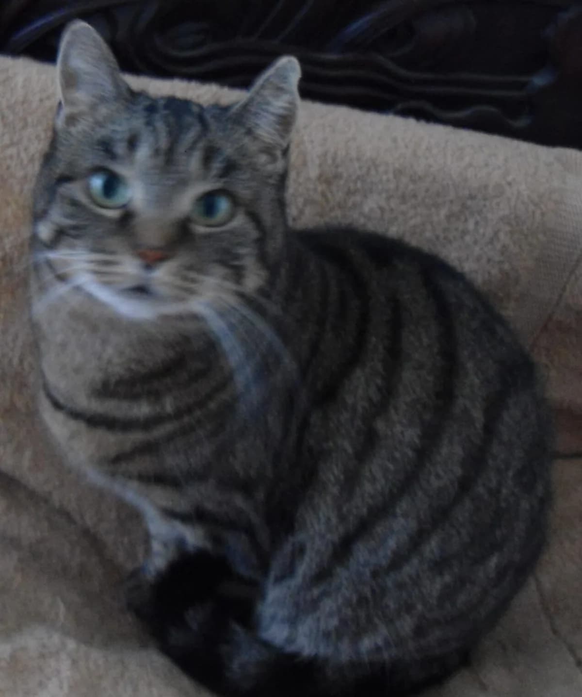 Tiffy, senior Mixed Breed Cat for adoption at Katzenschutz Winterhude, Hamburg