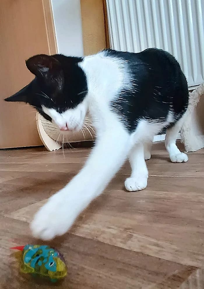 Tiffy & Zoe, young Mixed Breed Cat for adoption at Katzenschutz Winterhude, Hamburg