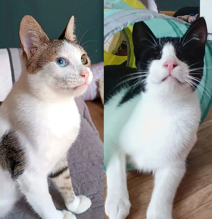 Tiffy & Zoe, young Mixed Breed Cat for adoption at Katzenschutz Winterhude, Hamburg