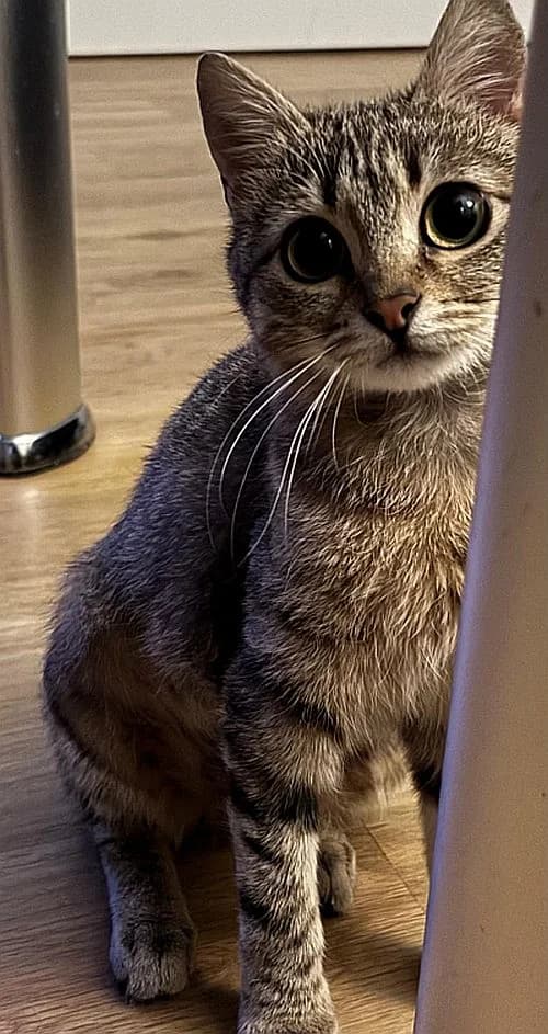 Tiger-Lilly, young Mixed Breed Cat for adoption at Katzenschutz Winterhude, Hamburg