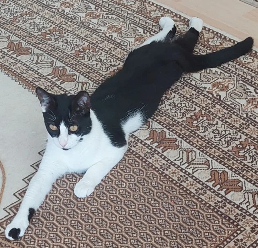 Tilly, young Mixed Breed Cat for adoption at Katzenschutz Winterhude, Hamburg