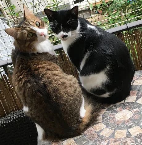 Timmi u. Cosy, Mixed Breed Cat for adoption at Katzenschutz Winterhude, Hamburg
