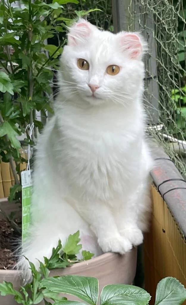 Tizia, Mixed Breed Cat for adoption at Katzenschutz Winterhude, Hamburg