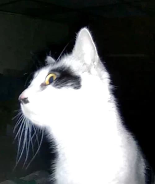 Tobi, 4yo Mixed Breed Cat for adoption at Katzenschutz Winterhude, Hamburg