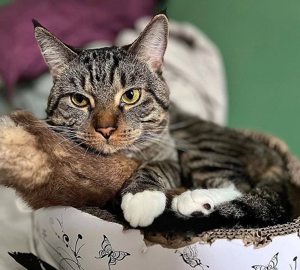 Tommi, 3yo Mixed Breed Cat for adoption at Katzenschutz Winterhude, Hamburg