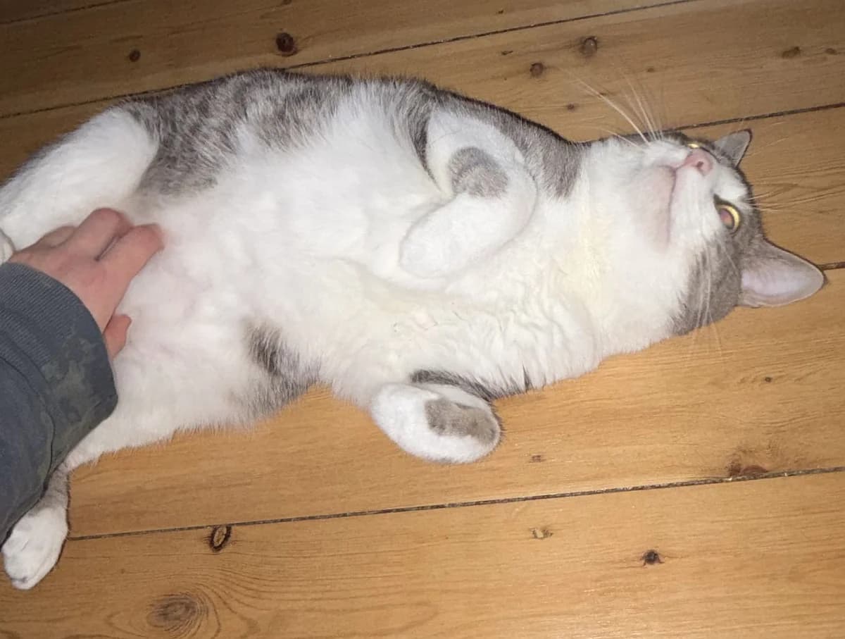 Urmel, 4yo Mixed Breed Cat for adoption at Katzenschutz Winterhude, Hamburg