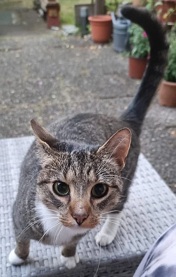 Weißfuß, 3yo Mixed Breed Cat for adoption at Katzenschutz Winterhude, Hamburg