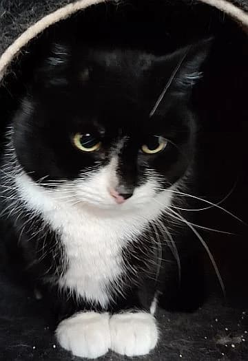Wicky, young Mixed Breed Cat for adoption at Katzenschutz Winterhude, Hamburg