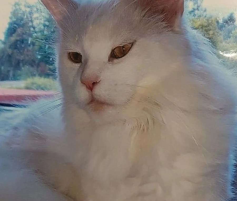 Yepa, 6yo Mixed Breed Cat for adoption at Katzenschutz Winterhude, Hamburg