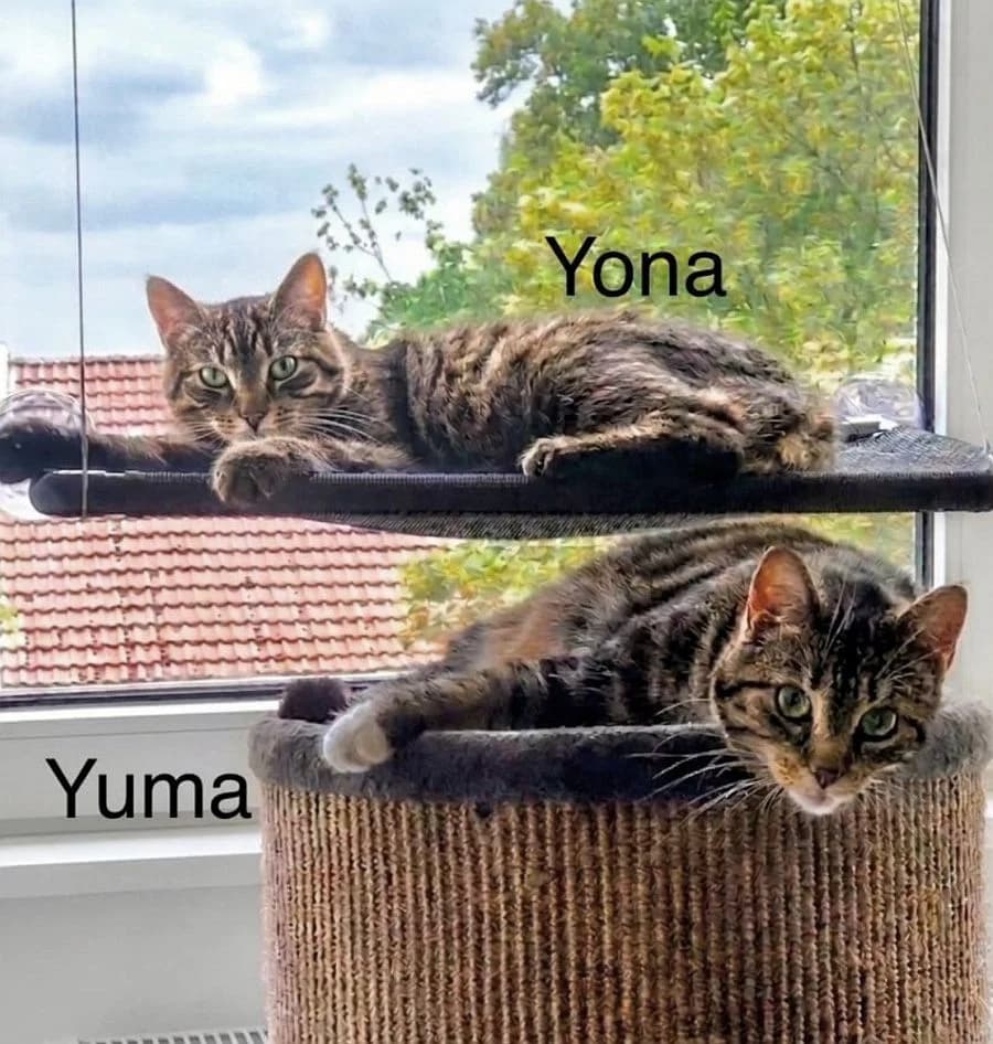 Yona & Yuma, 4yo Mixed Breed Cat for adoption at Katzenschutz Winterhude, Hamburg
