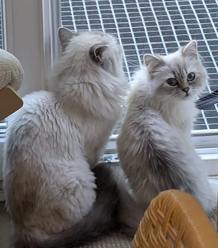 Yuki & Nevi, young Mixed Breed Cat for adoption at Katzenschutz Winterhude, Hamburg
