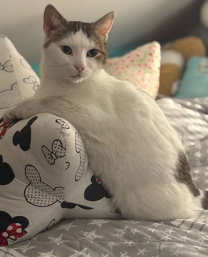 Yumi, Mixed Breed Cat for adoption at Katzenschutz Winterhude, Hamburg