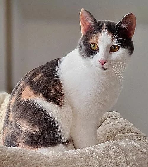 Zana, 3yo Mixed Breed Cat for adoption at Katzenschutz Winterhude, Hamburg