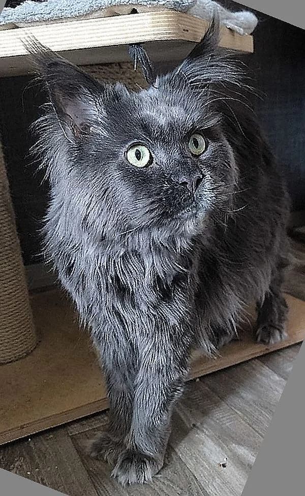 Zeus, 4yo Mixed Breed Cat for adoption at Katzenschutz Winterhude, Hamburg