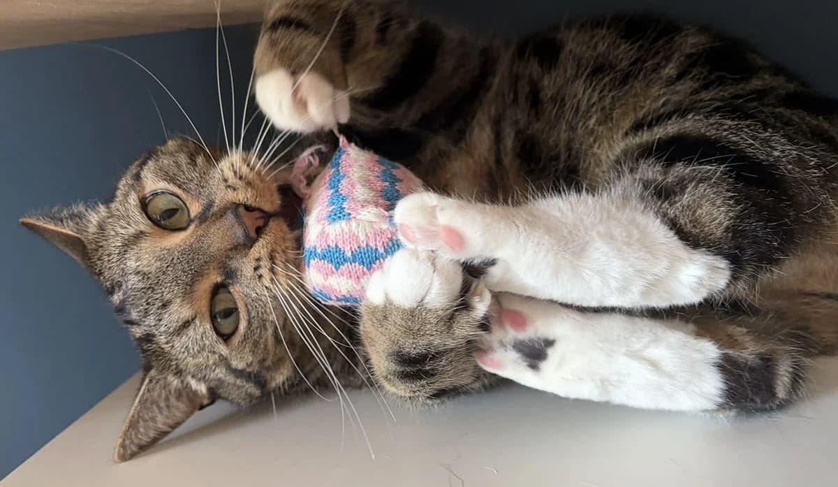 Zucchini & Skips, 5yo Mixed Breed Cat for adoption at Katzenschutz Winterhude, Hamburg