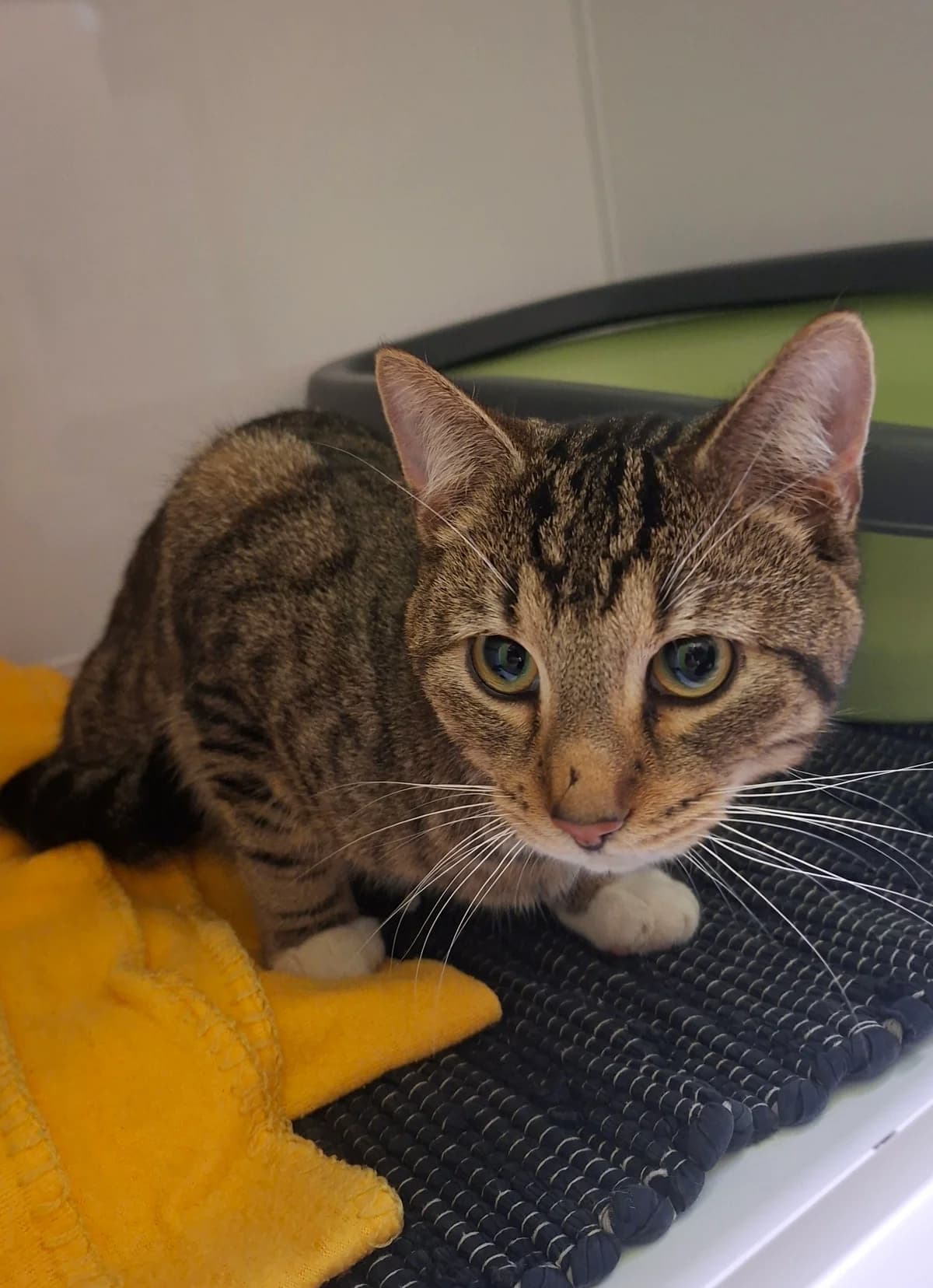 Kater "Jimmy" (#21/26), male puppy Mixed Breed for adoption at Katzenschutzverein Büchen e.V.
