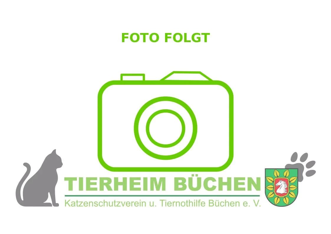 Kater "Jimmy" (#21/26), male puppy Mixed Breed for adoption at Katzenschutzverein Büchen e.V.