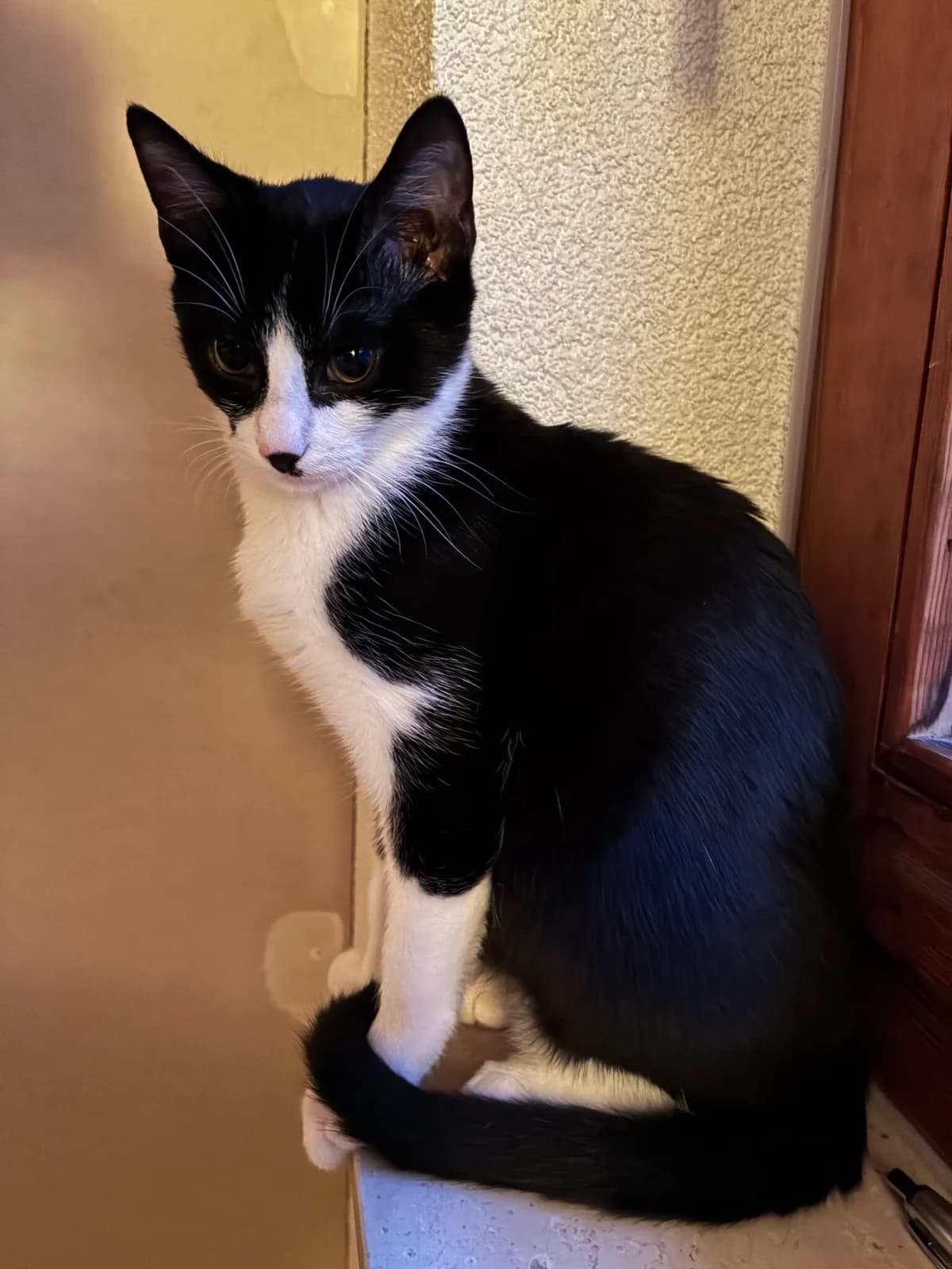 Adam, male Mixed Breed for adoption at Katzenschutzverein Karlsruhe e.V.