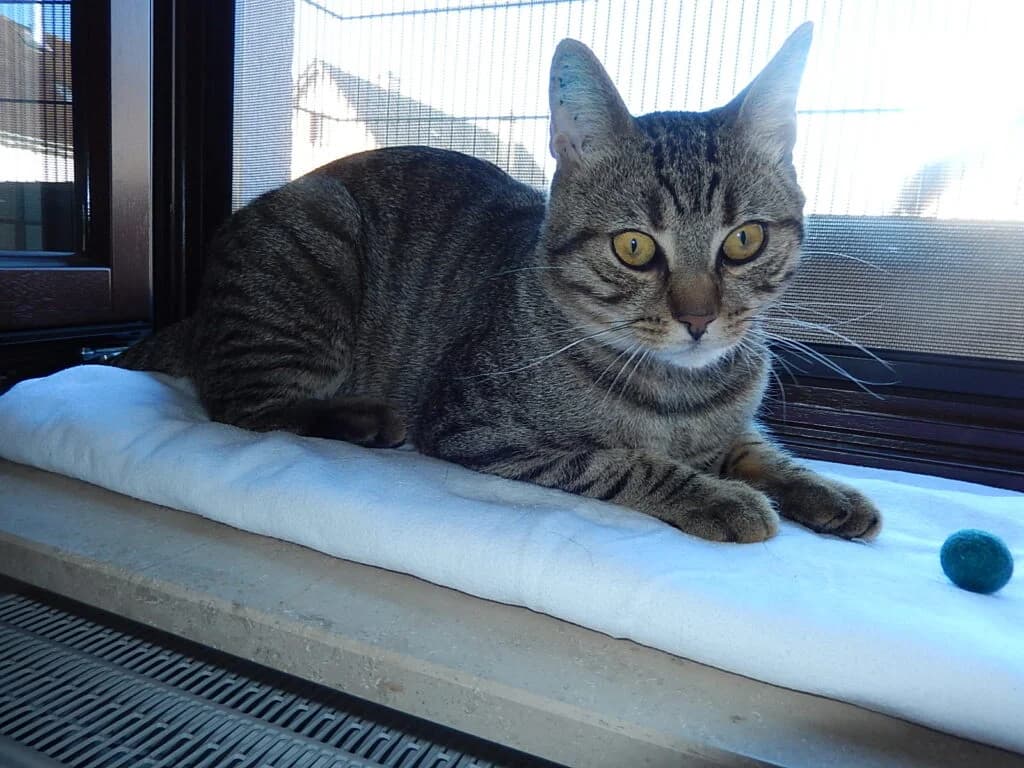 Amir, male Mixed Breed for adoption at Katzenschutzverein Karlsruhe e.V.