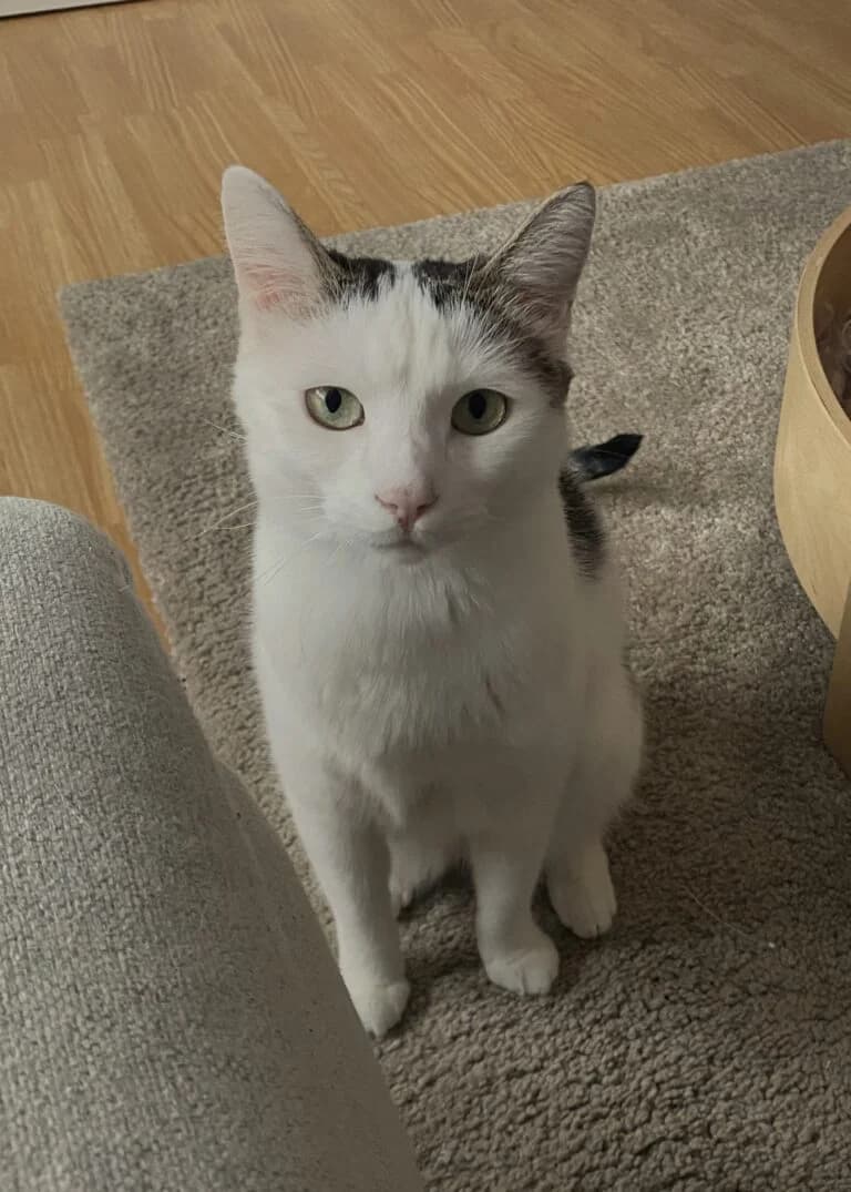 Bella, female Mixed Breed for adoption at Katzenschutzverein Karlsruhe e.V.