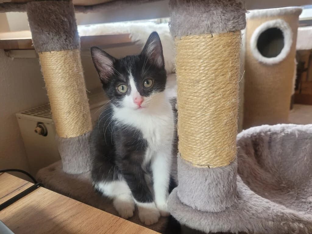 Checker, male Mixed Breed for adoption at Katzenschutzverein Karlsruhe e.V.