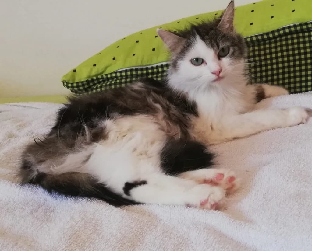 Cleo, female young Mixed Breed for adoption at Katzenschutzverein Karlsruhe e.V.