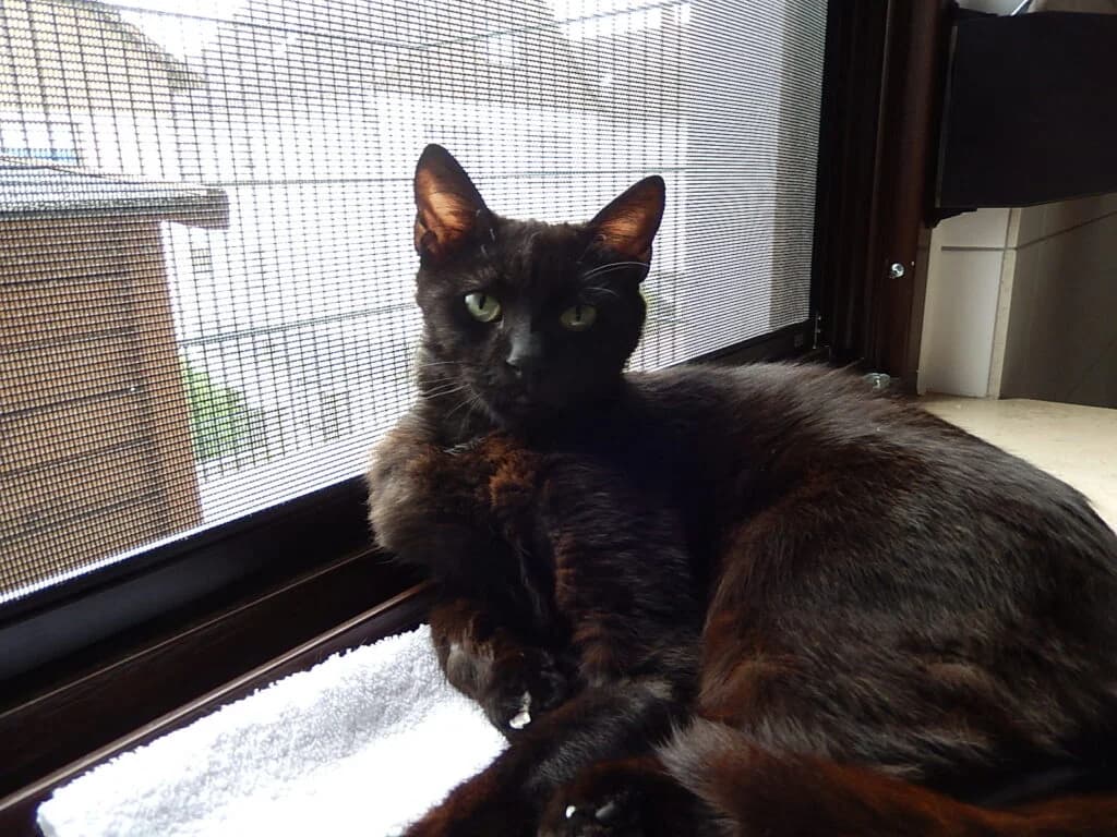 Domenico, male Mixed Breed for adoption at Katzenschutzverein Karlsruhe e.V.