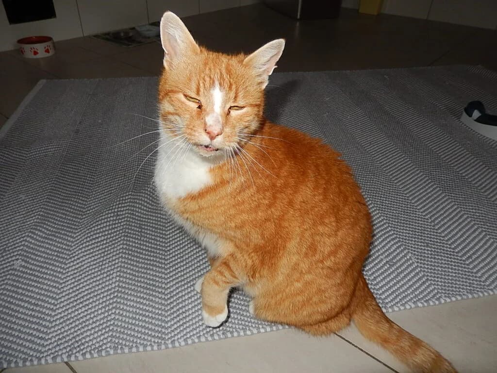 Eddy, male senior Mixed Breed for adoption at Katzenschutzverein Karlsruhe e.V.
