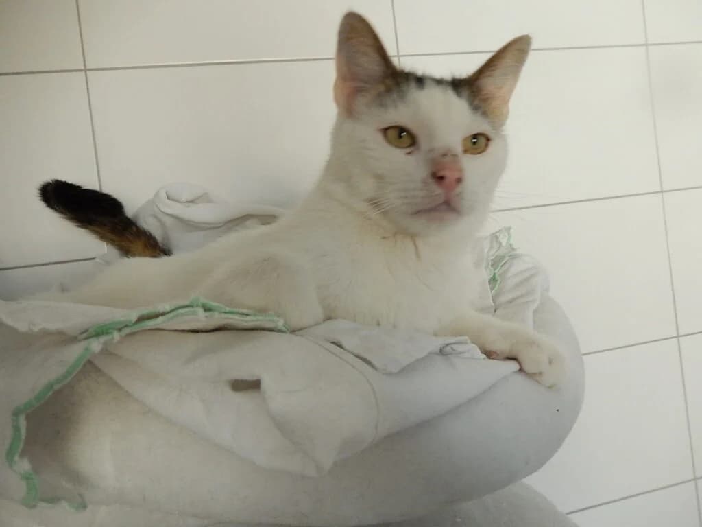 Emilio, male senior Mixed Breed for adoption at Katzenschutzverein Karlsruhe e.V.