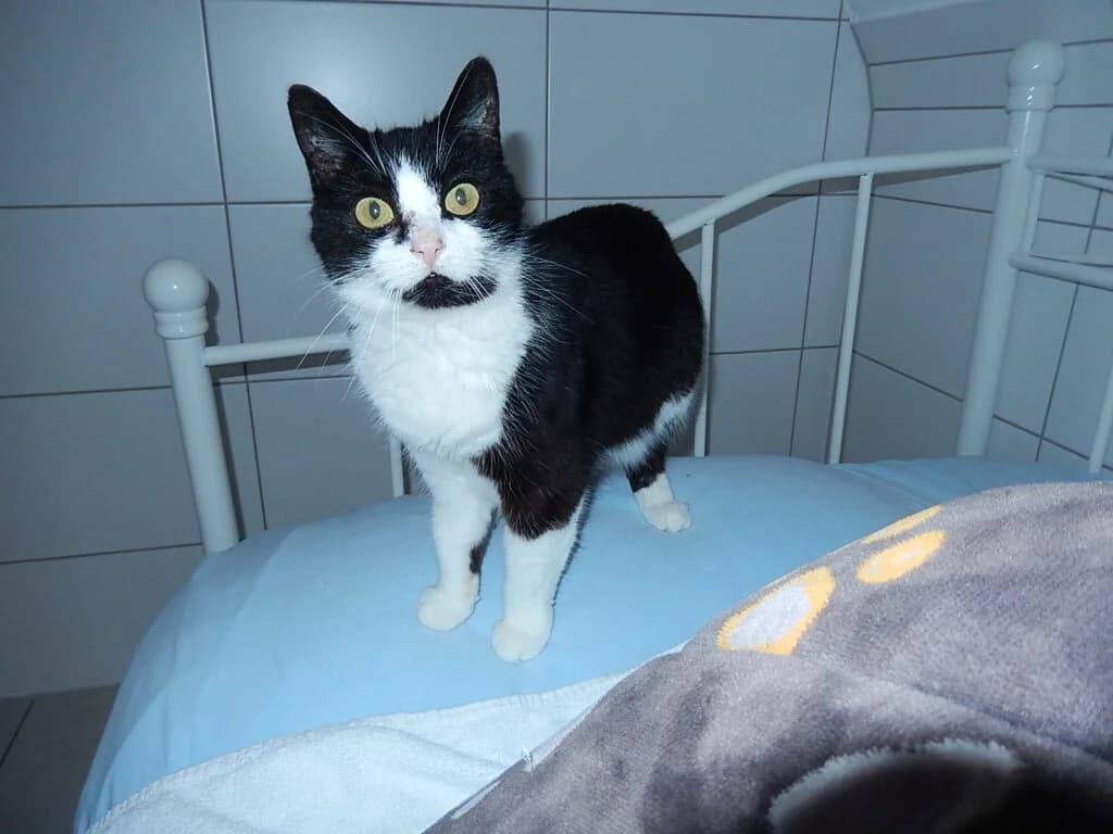 Frieda, female senior Mixed Breed for adoption at Katzenschutzverein Karlsruhe e.V.